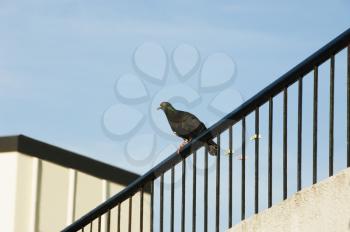 Pigeon on the railing of a house, Tirupati, Andhra Pradesh, India