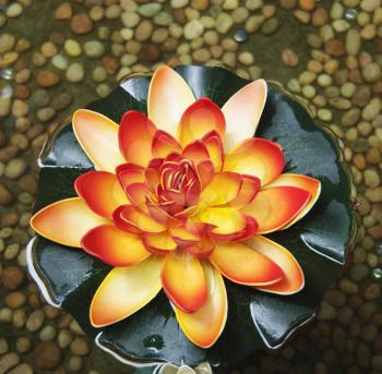 High angle view of a lotus flower, Tirupati, Andhra Pradesh, India