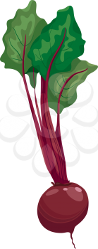 Cartoon Illustration of Beet Vegetable Food Object