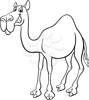Black and white cartoon illustration of dromedary camel comic animal character coloring book page