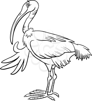 Black and white cartoon illustration of funny ibis bird animal character coloring book page