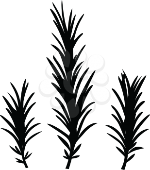 Royalty Free Clipart Image of Rosemary
