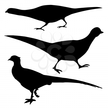 Royalty Free Clipart Image of Pheasants 