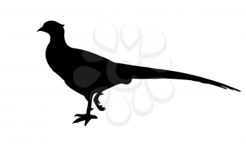 Royalty Free Clipart Image of a Pheasant 