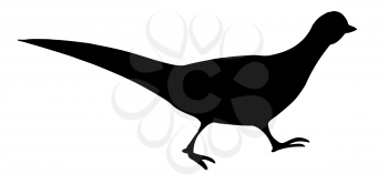 Royalty Free Clipart Image of a Pheasant