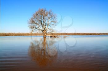 tree in water