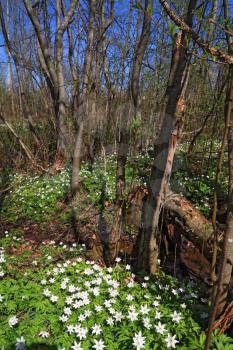 snowdrops in wood