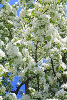 flowering aple tree