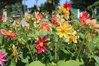 flowerses on lawn