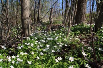 snowdrops in spring wood