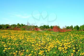 dandelions on field