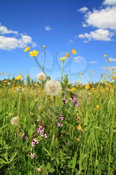 field flowerses