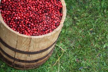 cranberry in barrel