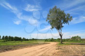 aging birch near rural road