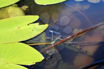 two dragonflies
