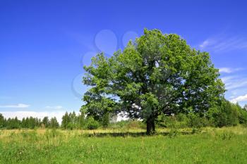 big oak on spring field