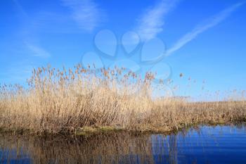 dry yellow reed on lake