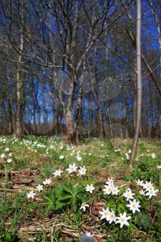 white snowdrops in spring wood