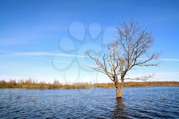 small oak amongst spring flood