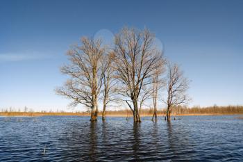 tree in water