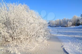 bushes in snow on coast river