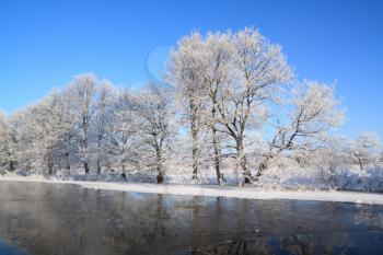 oak wood on coast river