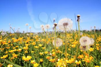 white dandelions on yellow field