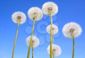 white dandelions on celestial background