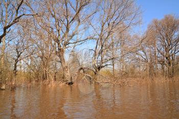 spring flood in oak wood