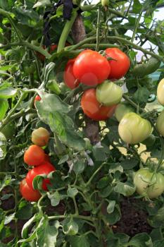 red and green tomatoes in hothouse