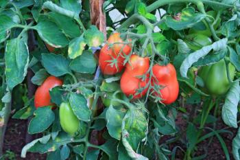 red tomatoes in plastic hothouse