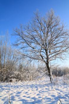 oak in snow on winter field