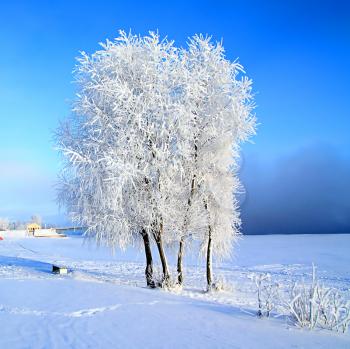 tree in snow