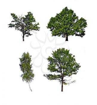 tree insulated on white background