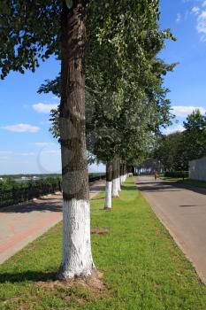 tree in park