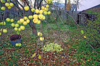 apple on branch in autumn garden