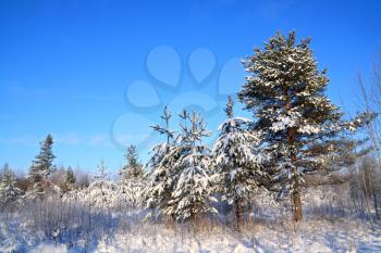 pine wood under blue sky