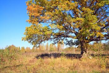 yellow oak on autumn field 