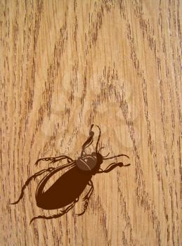 brown bug on wood background