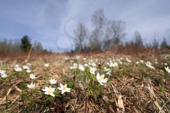 spring snowdrops on yellow field