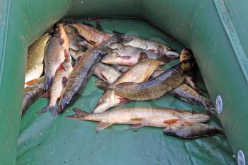 river fish in rubber boat on coast lake