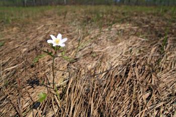 spring snowdrop amongst dry herb