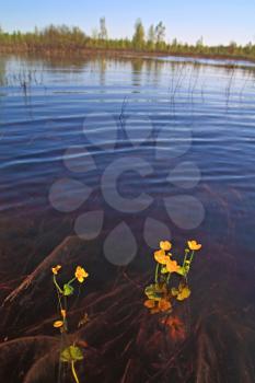 field flowerses in river water