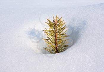 small pine in deep snow