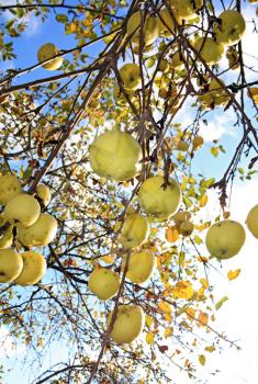 apple on branch of the aple trees