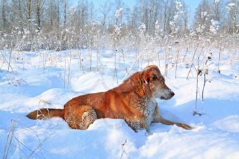 redhead dog on white snow