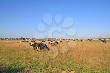 herd cortex on autumn meadow