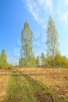 birch near rural road 