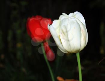 white tulip on black background