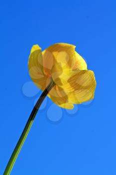 globe-flower on celestial background 